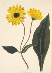 Dunkeläugige Sonnenblume, aus Floral Illustrations of the Seasons, veröffentlicht 1829